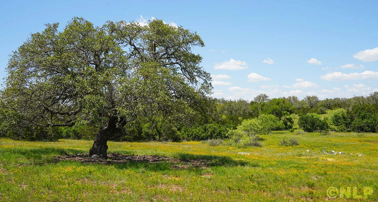 Mature oak tree in spacious grassy homesite