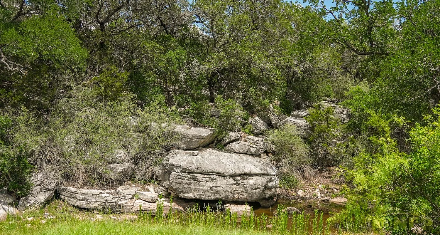 Hill Country limestone outcroppings under shady oak trees